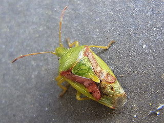 Cyphostethus tristriatus