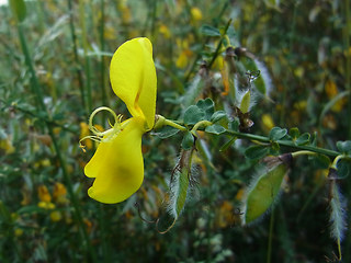 Cytisus scoparius ssp. scoparius