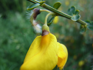 Cytisus scoparius ssp. scoparius