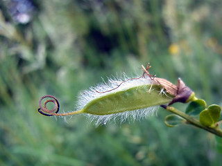 Cytisus scoparius ssp. scoparius