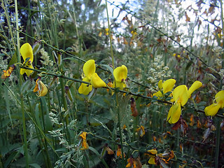 Cytisus scoparius ssp. scoparius