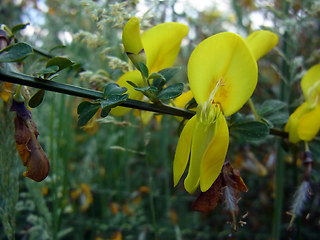 Cytisus scoparius ssp. scoparius