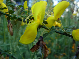 Cytisus scoparius ssp. scoparius