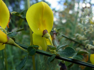 Cytisus scoparius ssp. scoparius