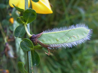 Cytisus scoparius ssp. scoparius