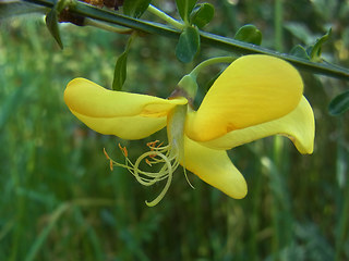 Cytisus scoparius ssp. scoparius