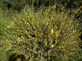 Cytisus scoparius ssp. scoparius