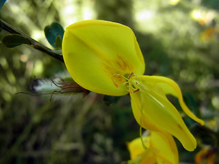 Cytisus scoparius ssp. scoparius