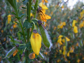 Cytisus scoparius ssp. scoparius