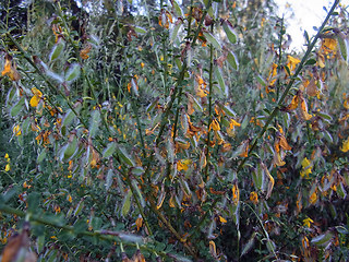 Cytisus scoparius ssp. scoparius