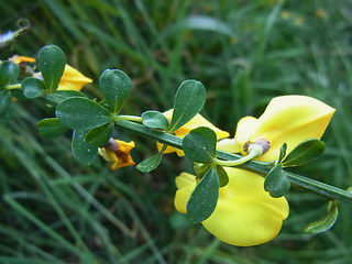 Cytisus scoparius ssp. scoparius