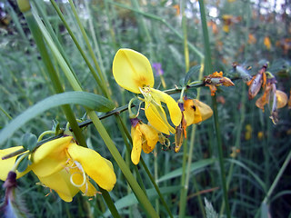 Cytisus scoparius ssp. scoparius