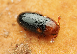 Dacne bipustulata