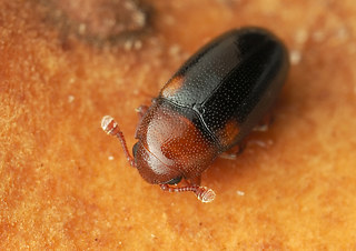 Dacne bipustulata