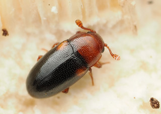 Dacne bipustulata