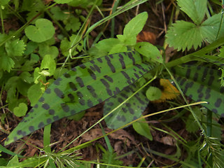 Dactylorhiza fuchsii