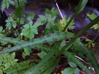 Dactylorhiza fuchsii