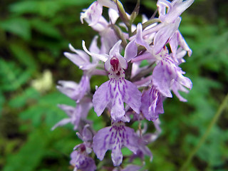 Dactylorhiza fuchsii