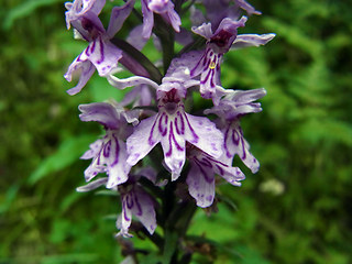 Dactylorhiza fuchsii