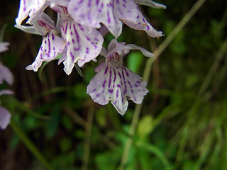 Dactylorhiza fuchsii