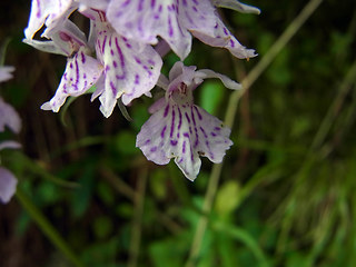 Dactylorhiza fuchsii