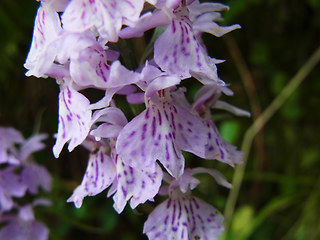 Dactylorhiza fuchsii