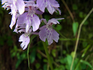 Dactylorhiza fuchsii