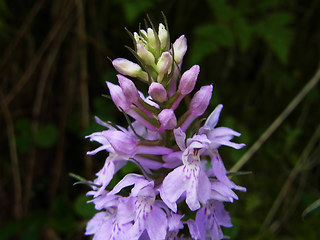 Dactylorhiza fuchsii