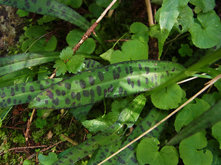 Dactylorhiza fuchsii