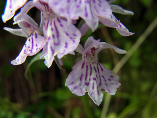 Dactylorhiza fuchsii