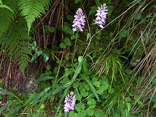 Dactylorhiza fuchsii