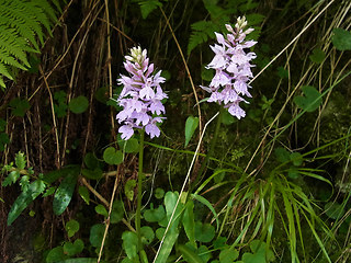 Dactylorhiza fuchsii