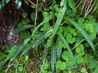 Dactylorhiza fuchsii