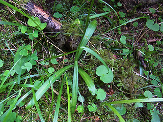 Dactylorhiza sp.