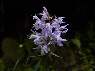 Dactylorhiza sp.