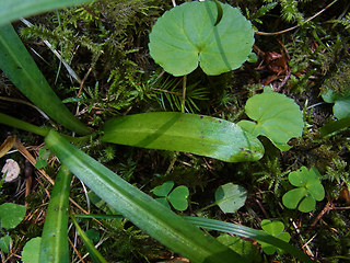 Dactylorhiza sp.