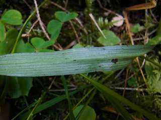 Dactylorhiza sp.