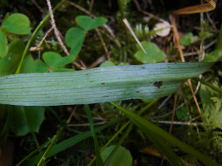 Dactylorhiza sp.