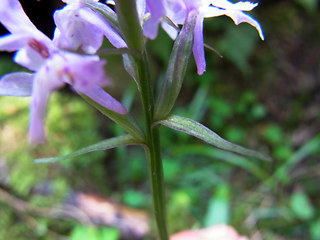 Dactylorhiza sp.