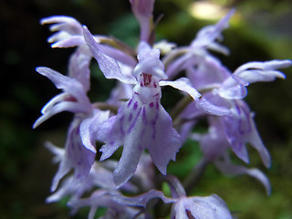 Dactylorhiza sp.