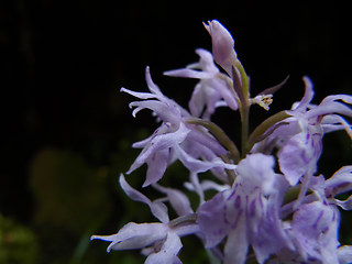 Dactylorhiza sp.