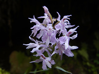 Dactylorhiza sp.