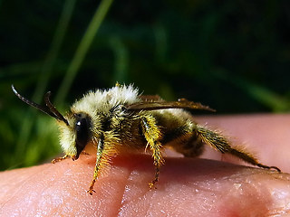 Dasypoda hirtipes