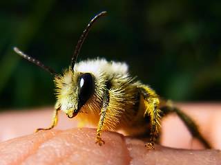 Dasypoda hirtipes