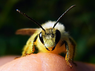 Dasypoda hirtipes
