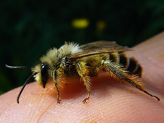 Dasypoda hirtipes