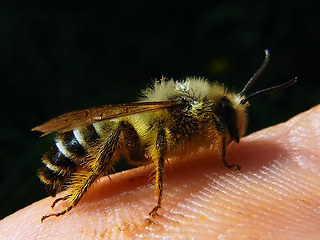 Dasypoda hirtipes