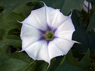 Datura stramonium