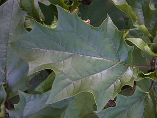 Datura stramonium