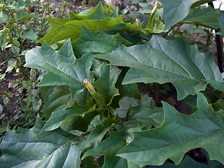 Datura stramonium